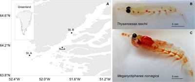 Sinking krill carcasses as hotspots of microbial carbon and nitrogen cycling in the Arctic